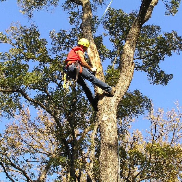 tree-care-1