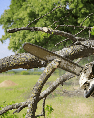 Tree Surgery